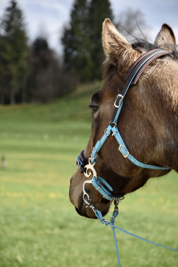 Biotane Hackamore von Tajara