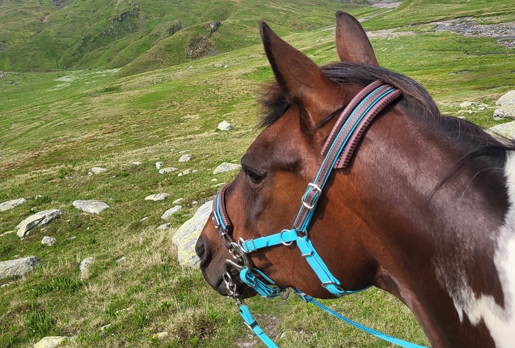 Hackamore mit Anzügen von Tajara